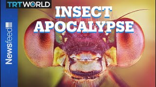Famous Scientists warn us about the ‘insect apocalypse.’ Here’s what you can do Wealth