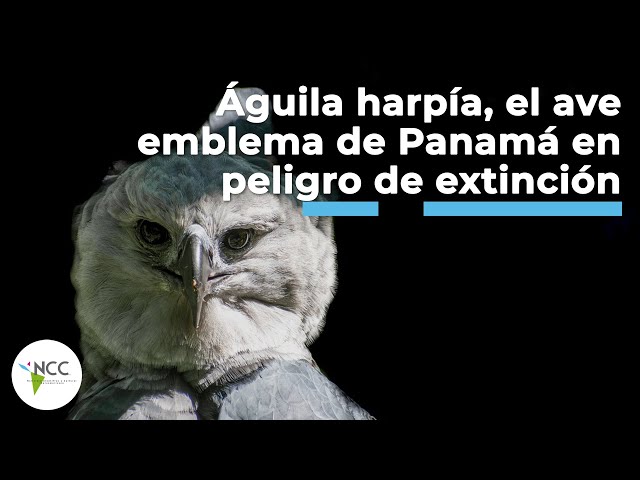 Águila harpía, el ave emblema de Panamá en peligro de extinción | 477 | 29-4 de septiembre 2022