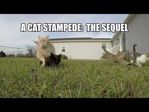 A Cat Stampede:  The Sequel