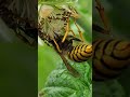 Wasp