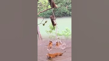 Tiger water stock tree monkey 😀