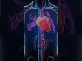 سورة يس در روایتی از پیامبر اکرم ص آمده است که هر چیزی قلبی دارد و قلب قرآن سوره یس است