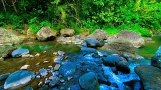 Relaxing Nature Relaxing Water Relaxing Stream River Sounds Mountain Stream Nature Sounds