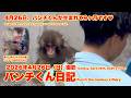 パンチくん日記【2026年4月26日撮影】今日生まれて9ヶ月 市川市動植物園 Punch the monkey 【Punch the monkey's video in April 26, 2026】