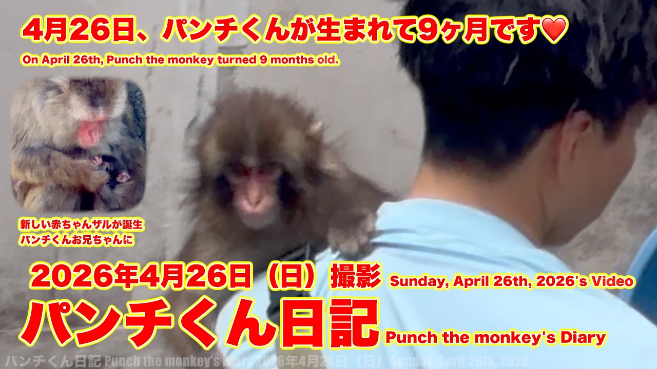 パンチくん日記【2026年4月26日撮影】今日生まれて9ヶ月 市川市動植物園 Punch the monkey 【Punch the monkey's video in April 26, 2026】