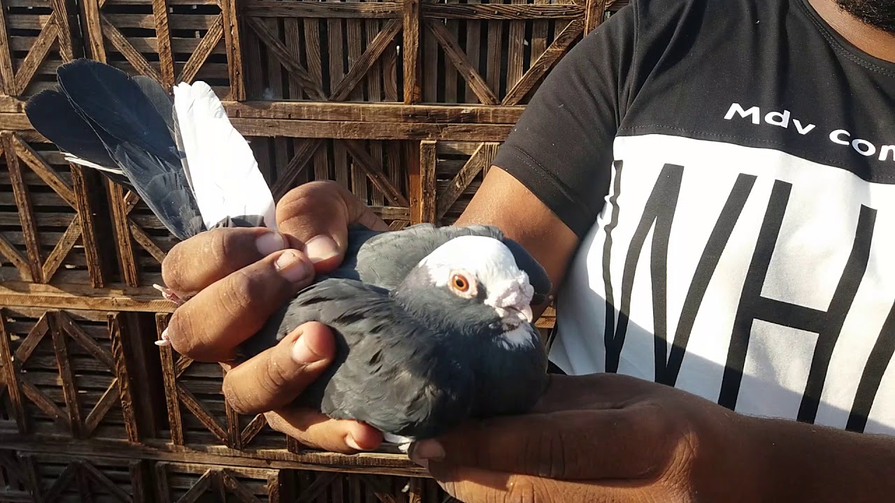 اوطة امبابة من غايةاحمد بيكا