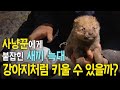 붙잡은 새끼 늑대를 차마 죽일 수 없었던 사냥꾼! 새끼 늑대를 강아지처럼 키울 수 있을까?│다큐프라임│#골라듄다큐