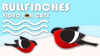 Cat Games On Screen - Bullfinches. Birds Video For Cats To Watch.