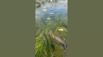 Cá Lớn - bắt Cá Trê Khủng bơi trong rong 😱 #khacthuyvlogg