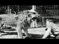 Historic archival stock footage jungle king gets a bath 1931