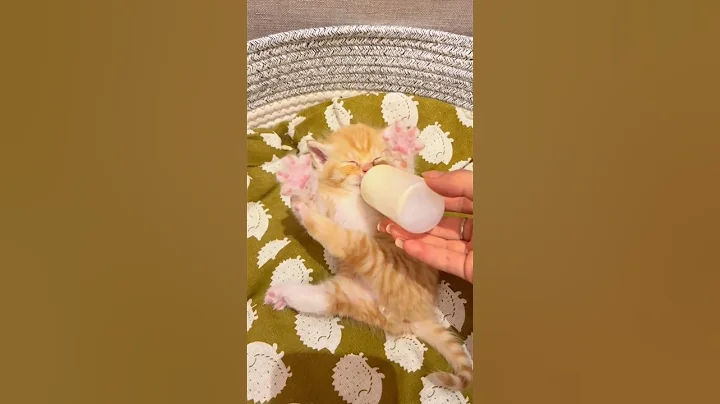 Watch the video about Cutecat.051#cat #funny #cute #catvideos #pets #funnycats #cutecat