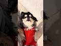 関西人にめちゃくちゃキレられたけどめげずにやっていくぅ〜♡ #チワワ #chihuahua #犬のいる生活 #愛犬との日常 #犬と旅行 #アウトドア #vlog #キャンプ
