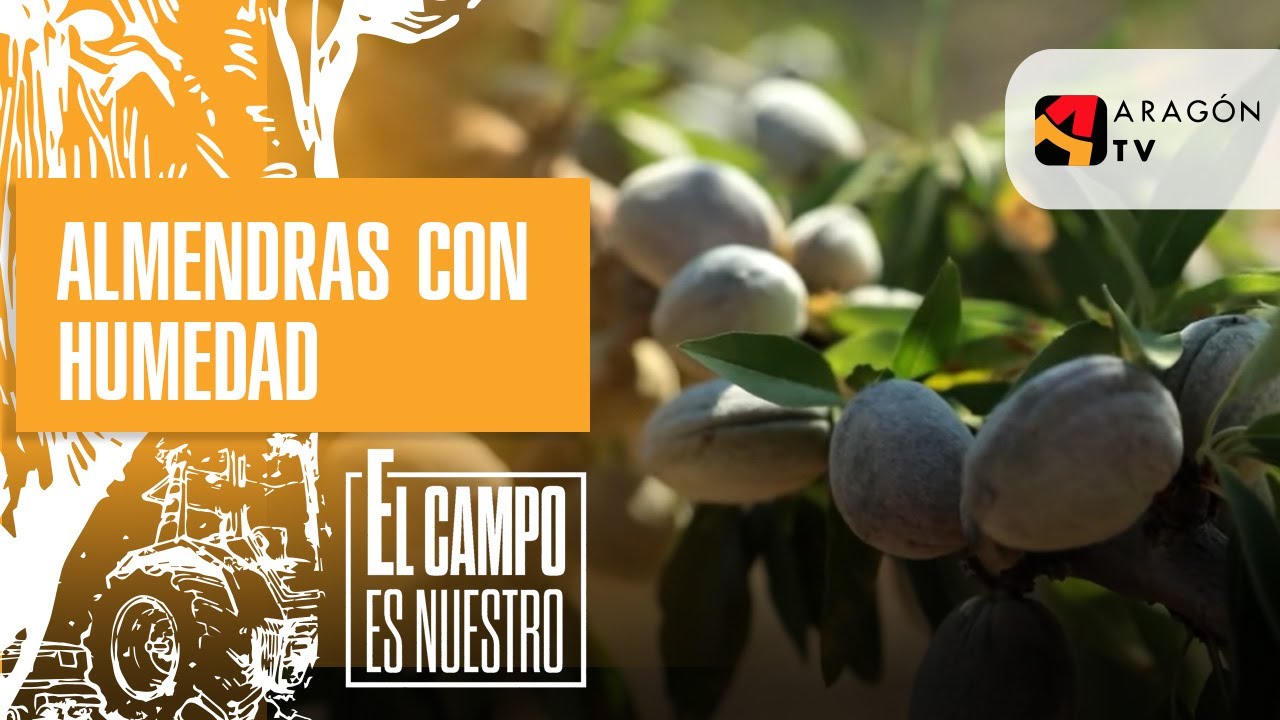 Almendras con humedad
