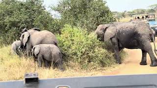 IMG 4776 #elephant #wildlife #babyelephant #safari #animals #africa #nature #lifeisbutadream IMG 4776 #elephant #wildlife #babyelephant #safari #animals #africa #nature #lifeisbutadream