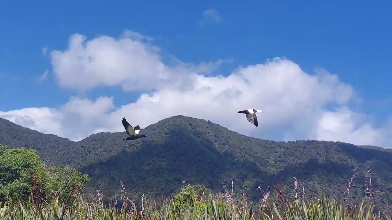 Lake Paringa and two low flying birds