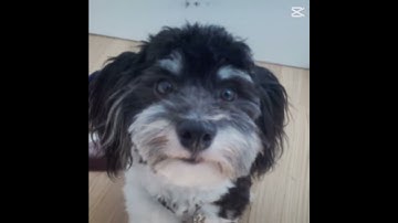 Thumbnail of Slide your Finder alone the rythme 🎵 🎶 🎼  #shorts  #slide #music #edit #puppy #dog #snoopy