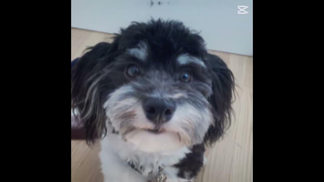 Slide your Finder alone the rythme 🎵 🎶 🎼  #shorts  #slide #music #edit #puppy #dog #snoopy