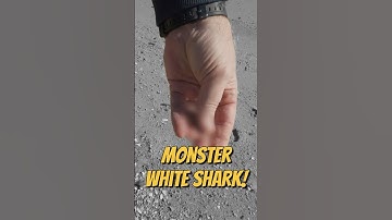 We Found a GIANT Shark Tooth on the Beach!