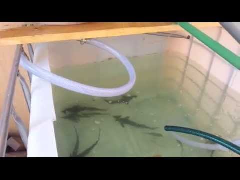 Разведение рыбы