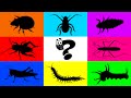 Insect: Cricket, Cotton Bugs, Ladybugs, Grasshopper, Paddy Bugs, Larva, Caterpillar, Centipede