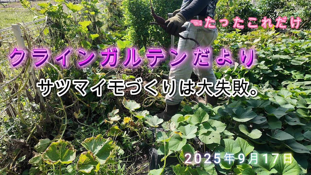 クラインガルテンだより。サツマイモ大失敗。 #クラインガルテン #秋じゃが #サツマイモ収穫
