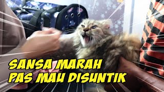 Dibawa ke Dokter Hewan, Sansa Berontak💕Kucing Marah Pas Mau Disuntik 💕Taraqilla Story 💕
