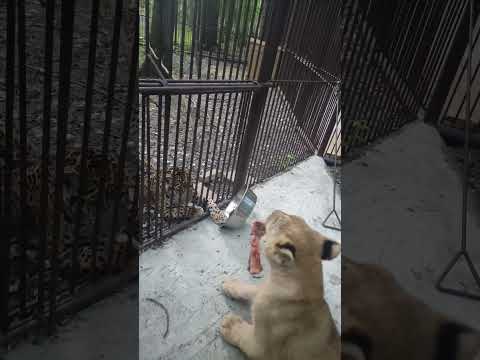 Как украсть мясо у львички😄 #забавныеживотные #funnyanimals #shorts #ягуар #львица #jaguar #lion