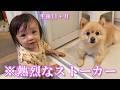 赤ちゃんから熱烈なストーカー被害に遭うポメラニアンが可愛過ぎました…