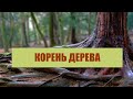 Корень Дерева