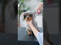 可愛すぎる子犬の大変身が・・・！