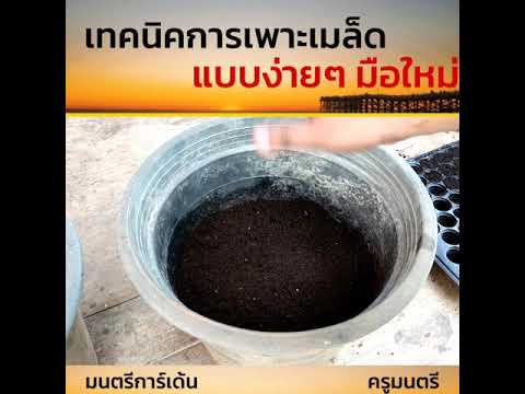 เทคนิคเพาะเม็ดแบบง่ายๆ สำหรับมือใหม่