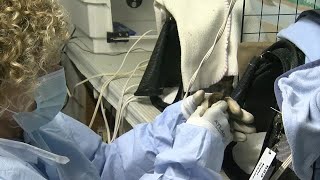 Saving the bats of winter