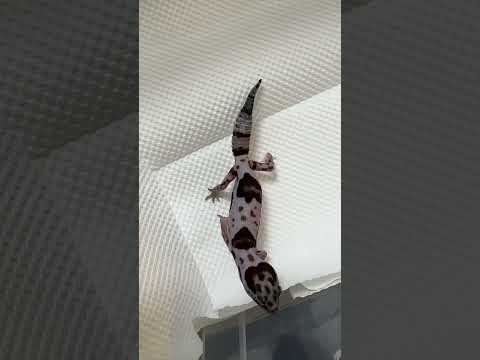 オレオっていう模様らしい #ニシアフリカトカゲモドキ #かわいい #reptiles #爬虫類