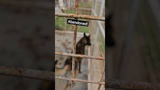 abadoned dog :(malinois dog