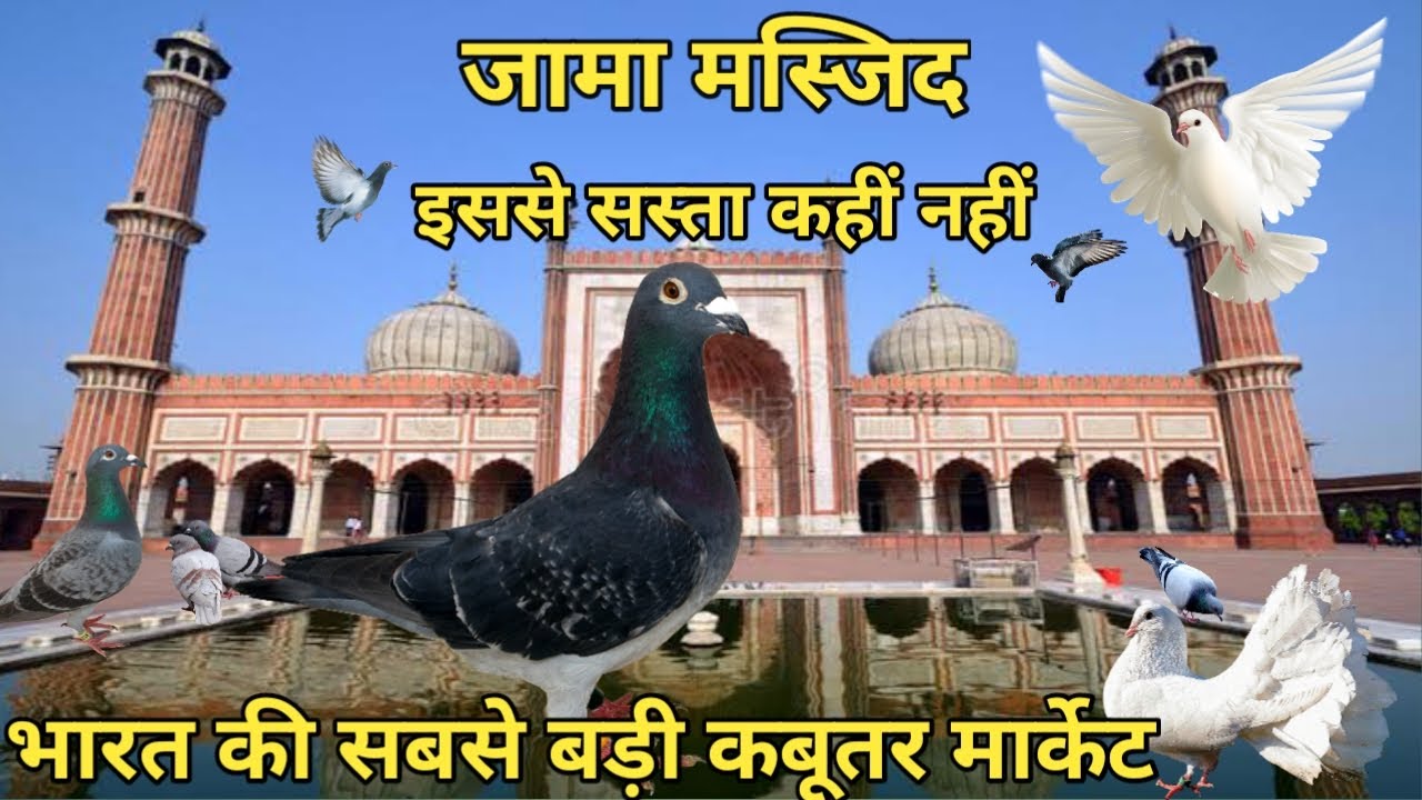 Jama Masjid kabootar market || भारत की सबसे बड़ी कबूतर मार्केट