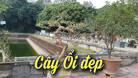 SH.4755. Cây Ổi đẹp tại triển lãm SVC Sơn Tây Hà Nội.