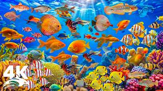 Stunning Underwater World 4K ULTRA HD 🐠 Colorful Aquarium Fish & Peaceful Music for Deep Sleep screenshot 4