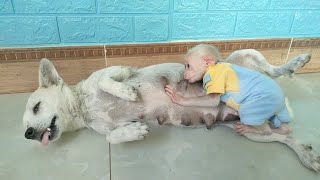 Baby monkey Su wanted to drink mother dog's milk and refused to leave