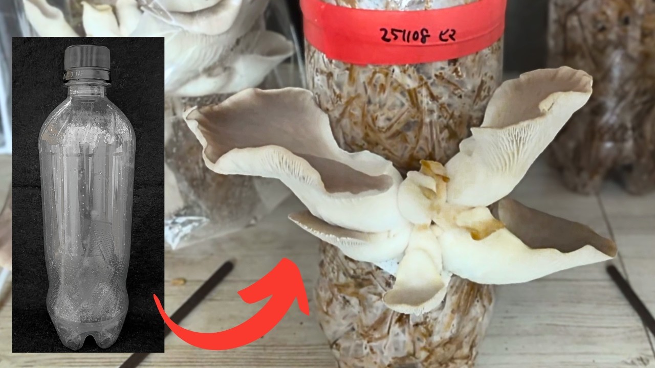 Очень просто! Как вырастить грибы за один месяц с помощью пластиковой бутылки