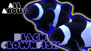 All About The Black and White Percula or Ocellaris Clownfish