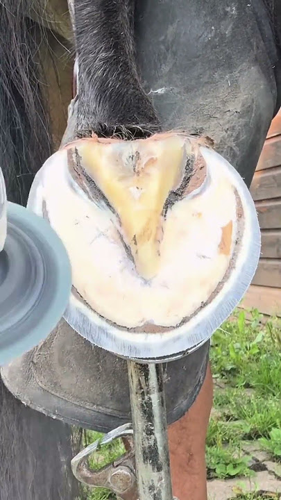 #hoof #horse #修马蹄