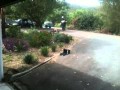 Narcotics (cocaine) Detection Dog Training Narcotics (cocaine) Detection Dog Training