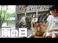 【大型犬1歳のいる生活#14】愛犬とのんびり過ごす梅雨の1日