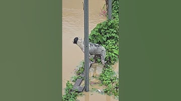 Mùa Lũ Càn Quét: Động Vật Vật Lộn Giữa Ranh Giới Sống – Chết”. #tinnong #tintuc #tinnong24h