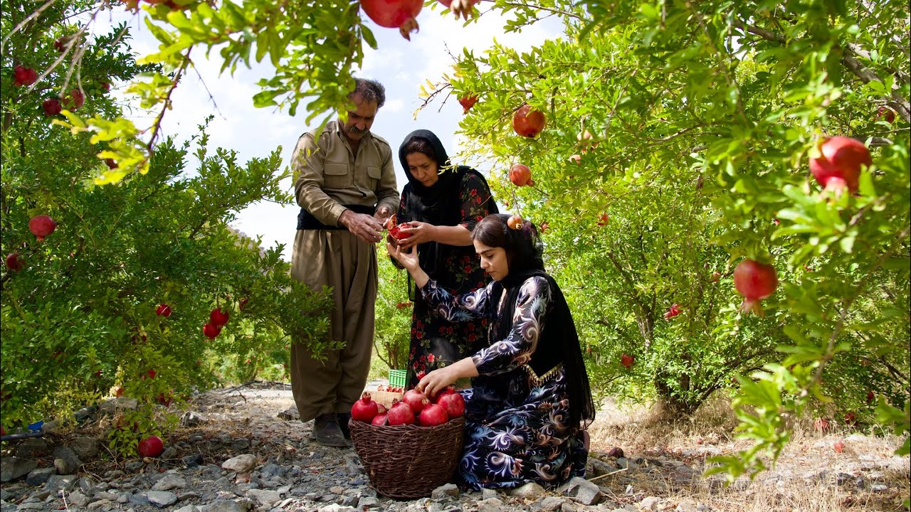 Kurdistan Village Life | Pomegranate Harvest & Quince Jam