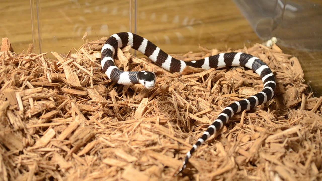 black and white striped snakes