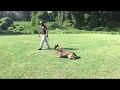 K9 Training Dog Duco Practices Obedience Training | Custom Canine Unlimited K9 Training Dog Duco Practices Obedience Training | Custom Canine Unlimited