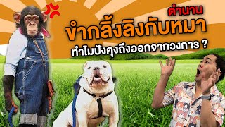 ตำนาน ขำกลิ้งลิงกับหมา ทำไมปังคุงถึงออกจากวงการ ? | เพลินดีมีตำนาน SS.2 EP.14