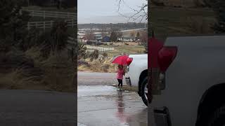 Spring puddles
