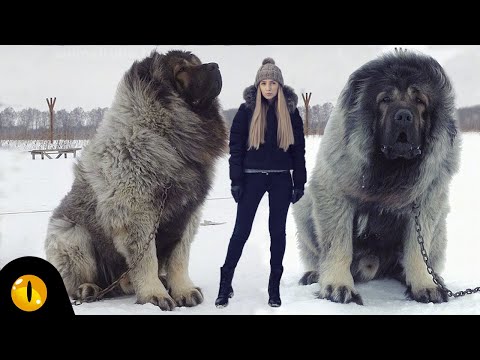 10 Shocking Russian Dog Breeds